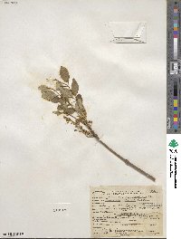 Fraxinus dipetala image