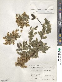 Fraxinus dipetala image