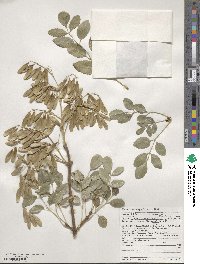 Fraxinus dipetala image