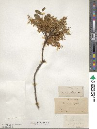 Fraxinus dipetala image