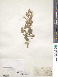 Fraxinus dipetala image