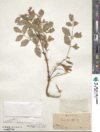 Fraxinus dipetala image