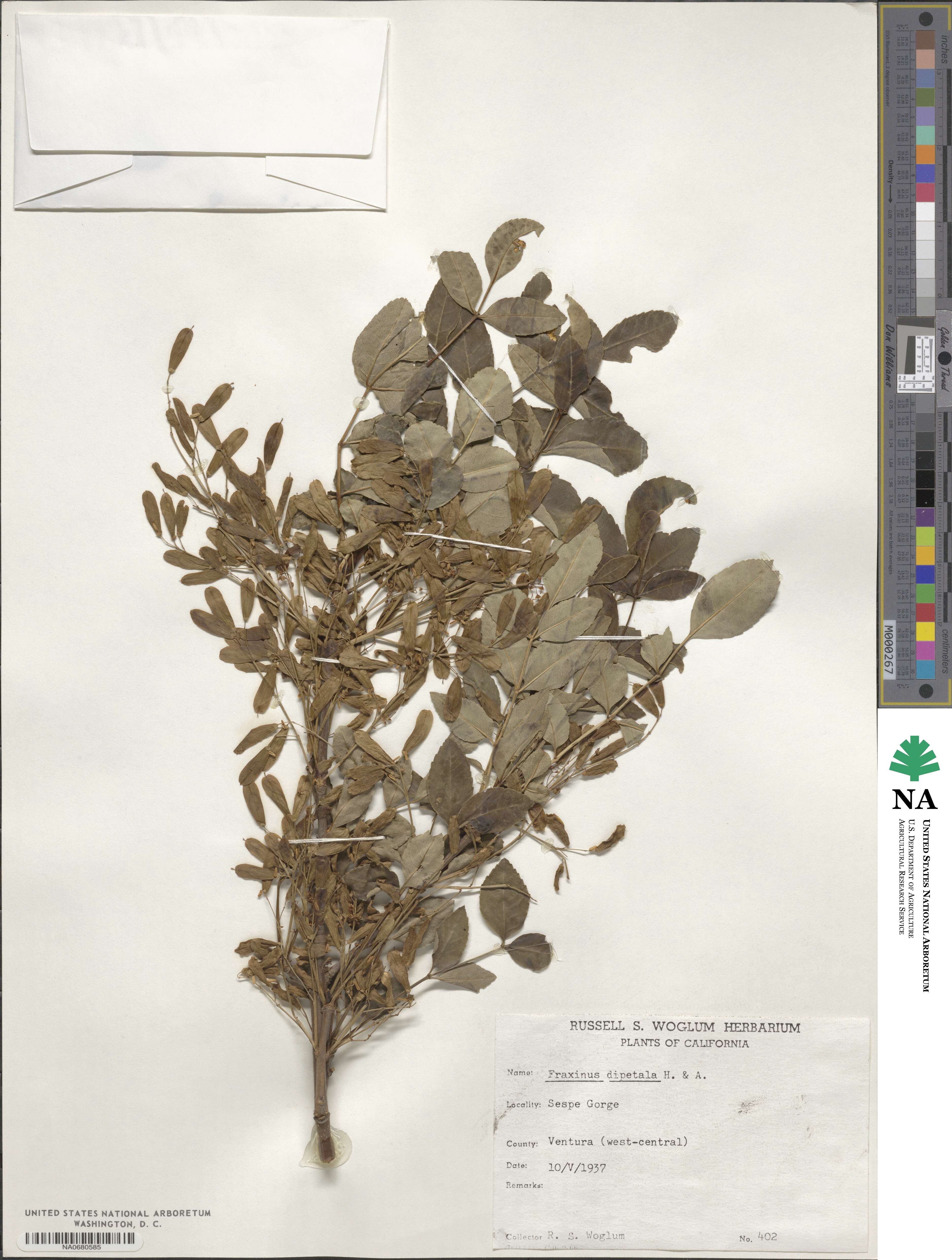 Fraxinus dipetala image