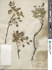 Fraxinus dipetala image