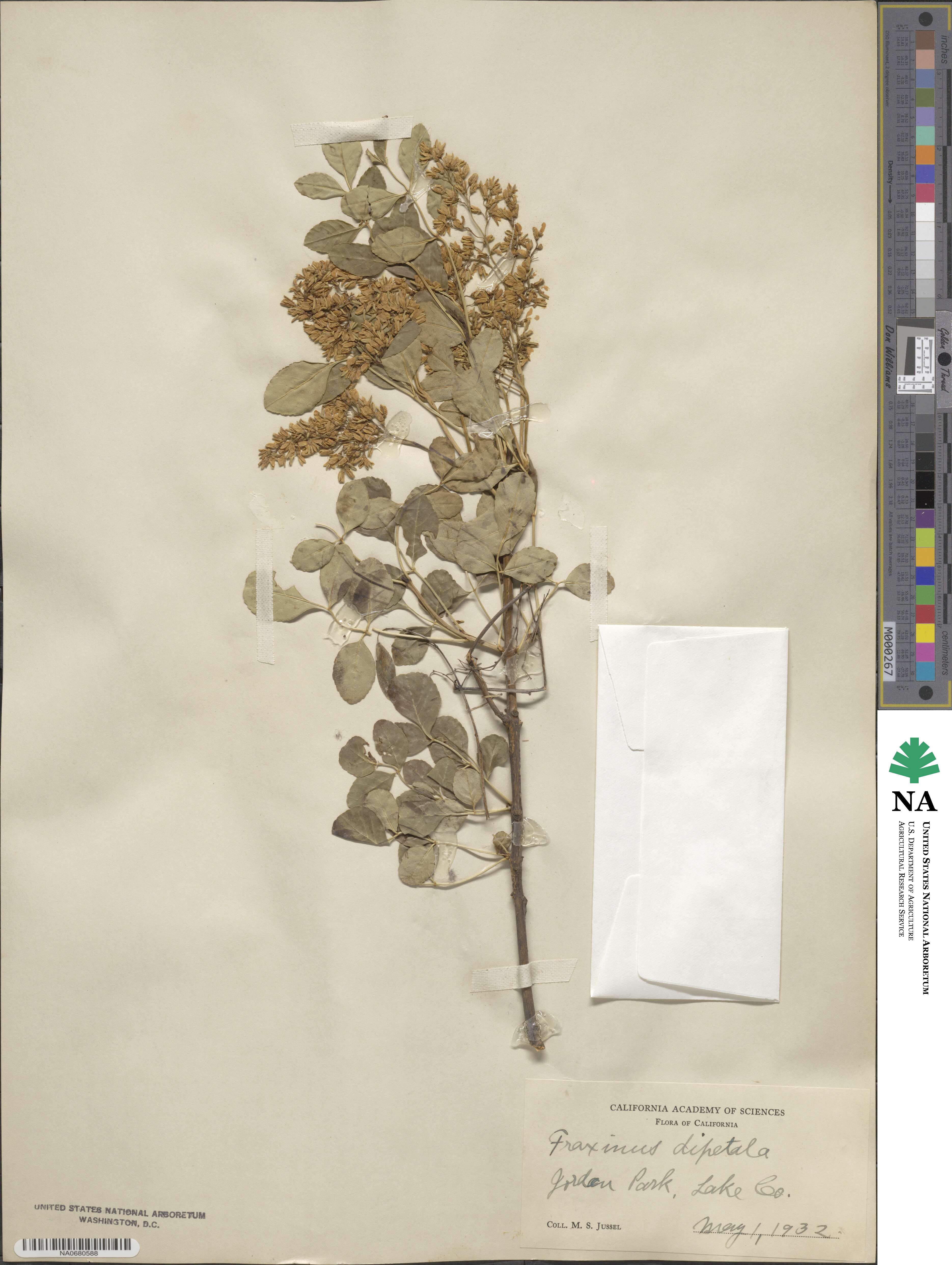 Fraxinus dipetala image