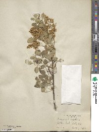 Fraxinus dipetala image