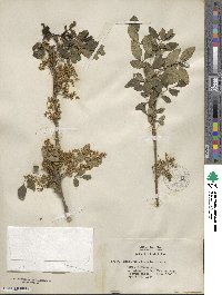 Fraxinus dipetala image