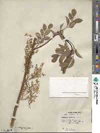 Fraxinus dipetala image