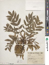 Fraxinus excelsior image