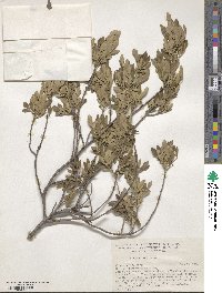 Fraxinus greggii image