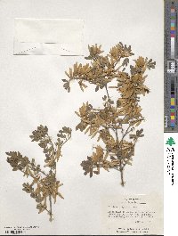 Fraxinus greggii image