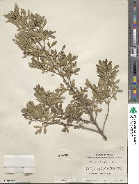 Fraxinus greggii image