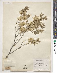 Fraxinus greggii image