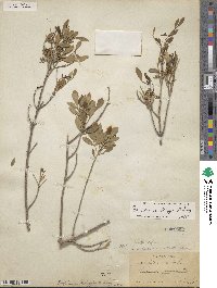 Fraxinus greggii image