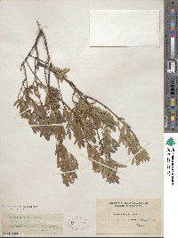 Fraxinus greggii image