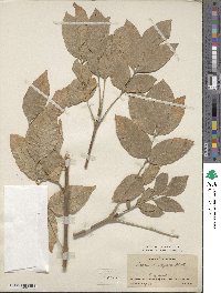 Fraxinus latifolia image