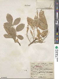 Fraxinus latifolia image