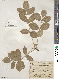 Fraxinus latifolia image