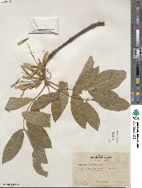 Fraxinus latifolia image