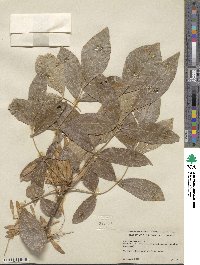 Fraxinus latifolia image