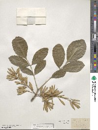 Fraxinus latifolia image