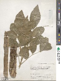 Fraxinus latifolia image