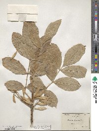 Fraxinus latifolia image