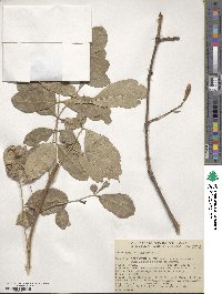 Fraxinus latifolia image