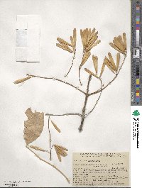 Fraxinus latifolia image