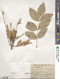 Fraxinus latifolia image