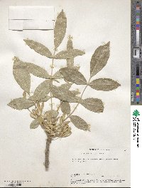 Fraxinus latifolia image