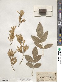 Fraxinus latifolia image