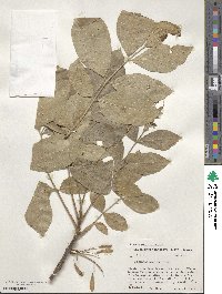 Fraxinus latifolia image