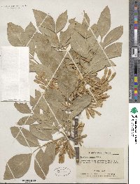 Fraxinus latifolia image