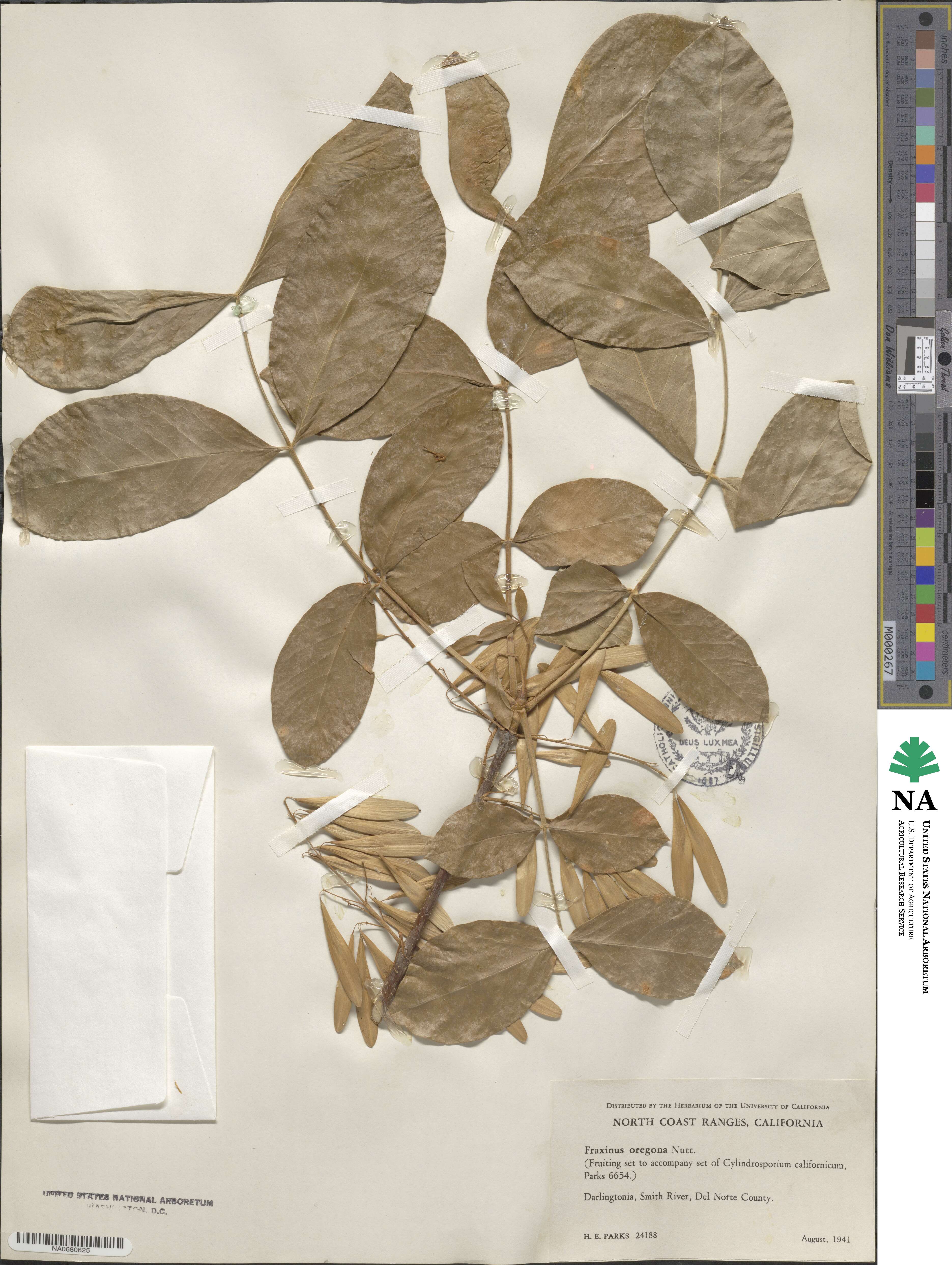 Fraxinus latifolia image