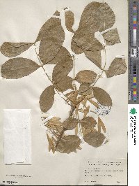 Fraxinus latifolia image