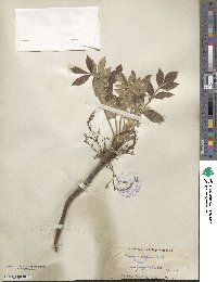 Fraxinus latifolia image