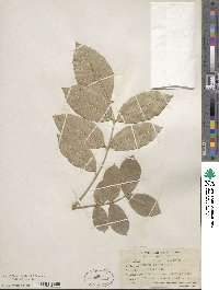 Fraxinus latifolia image