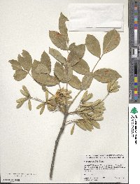 Fraxinus latifolia image