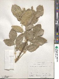 Fraxinus latifolia image