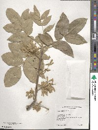 Fraxinus latifolia image