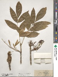 Fraxinus latifolia image