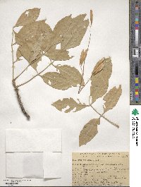 Fraxinus latifolia image