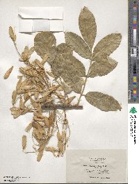 Fraxinus latifolia image