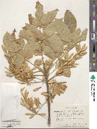 Fraxinus latifolia image