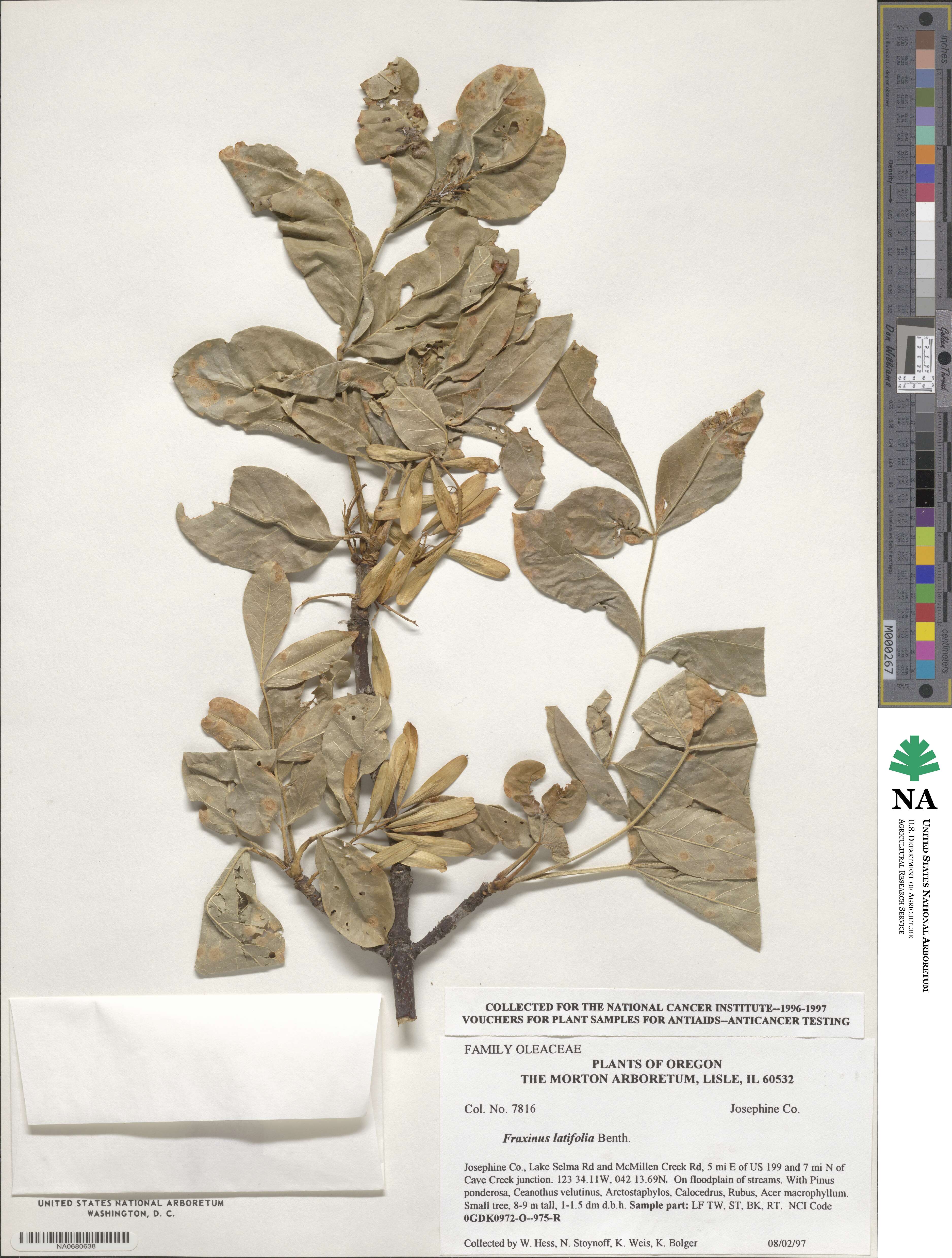 Fraxinus latifolia image