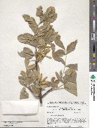 Fraxinus latifolia image