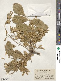 Fraxinus latifolia image