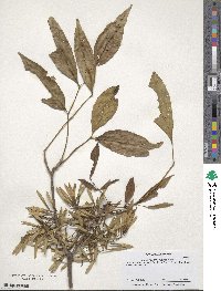 Fraxinus pennsylvanica var. pennsylvanica image