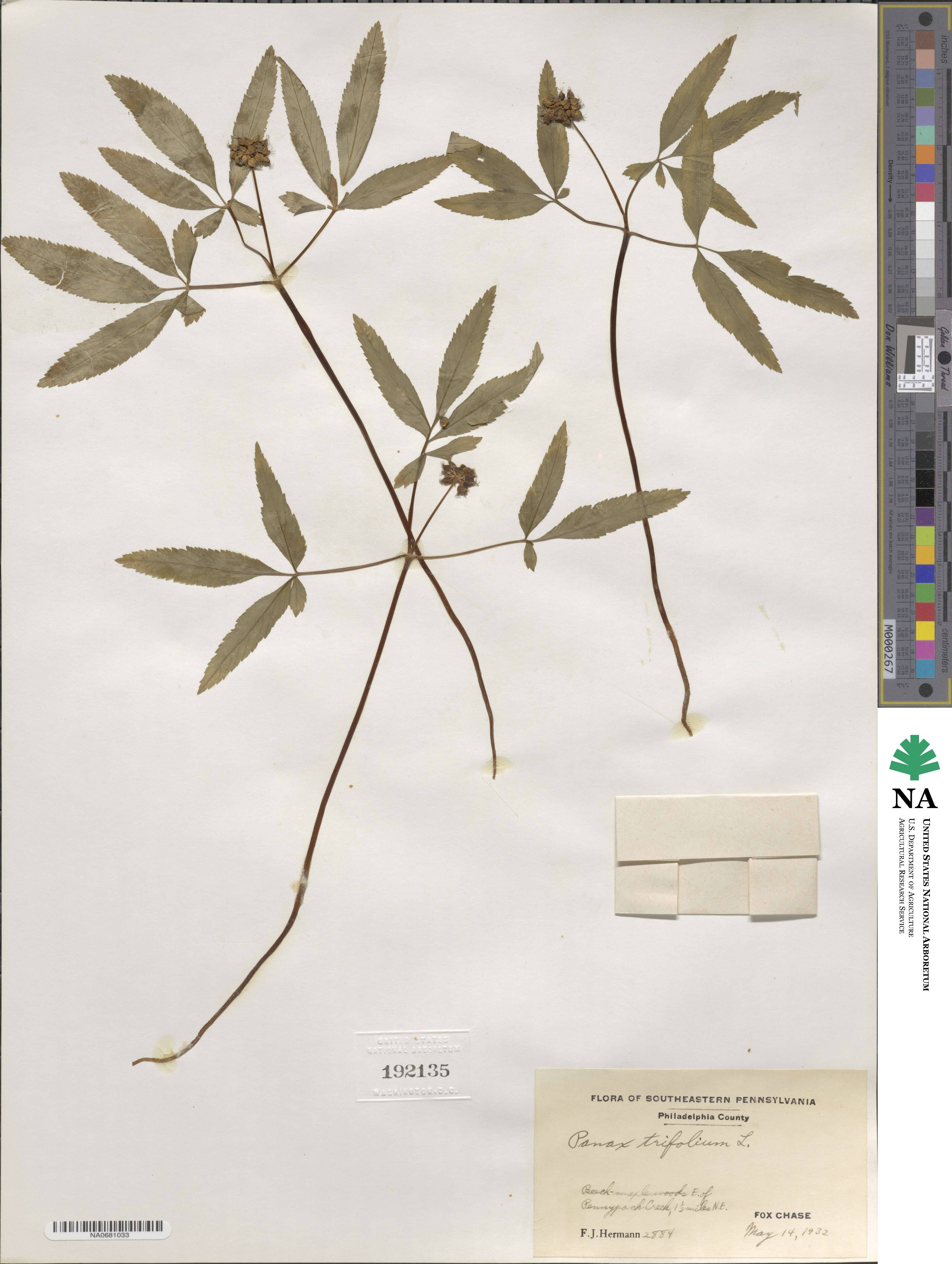 Panax trifolius image